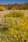 USA, California. Blooming brittlebush and Chocolate Mountains. Art Print